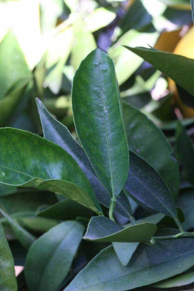              Unifoliolate leaf (Riverside, CA)       